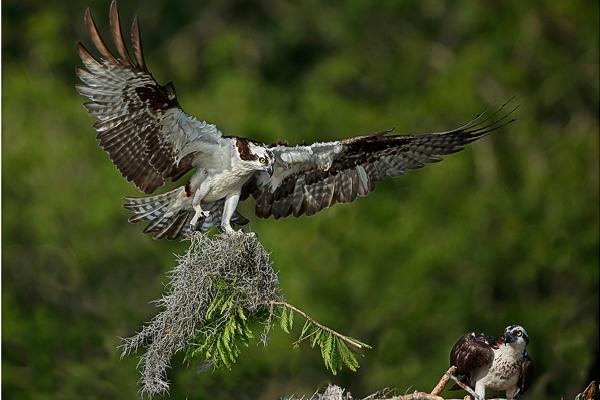 Osprey with nesting material - Derek Howes