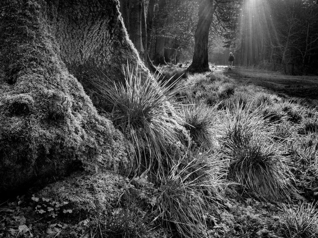 Forest Light - Kate Jackson