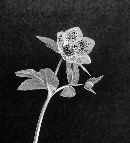 Hellebore - Marny Macdonald