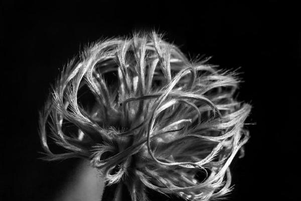 Clematis Nelly Moser seedhead - Mary Battye