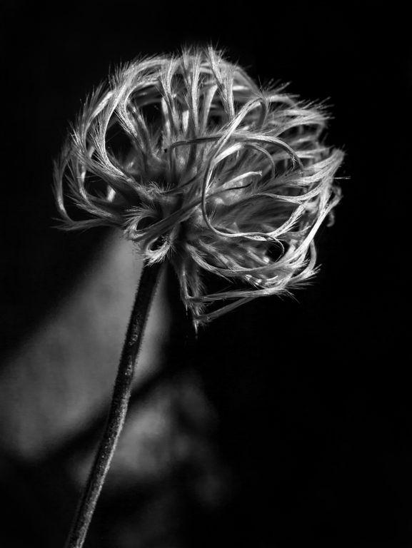 Clematis Nelly Moser seedhead - Mary Battye
