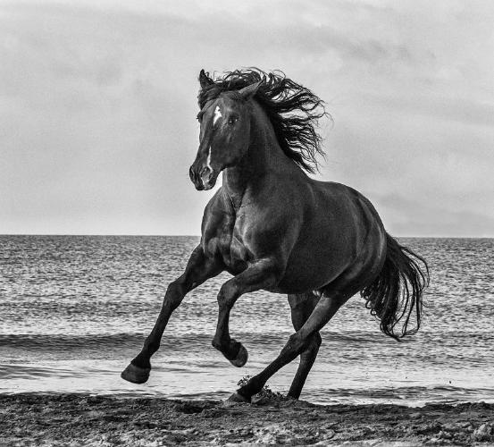 Black Stallion - Marny Macdonald