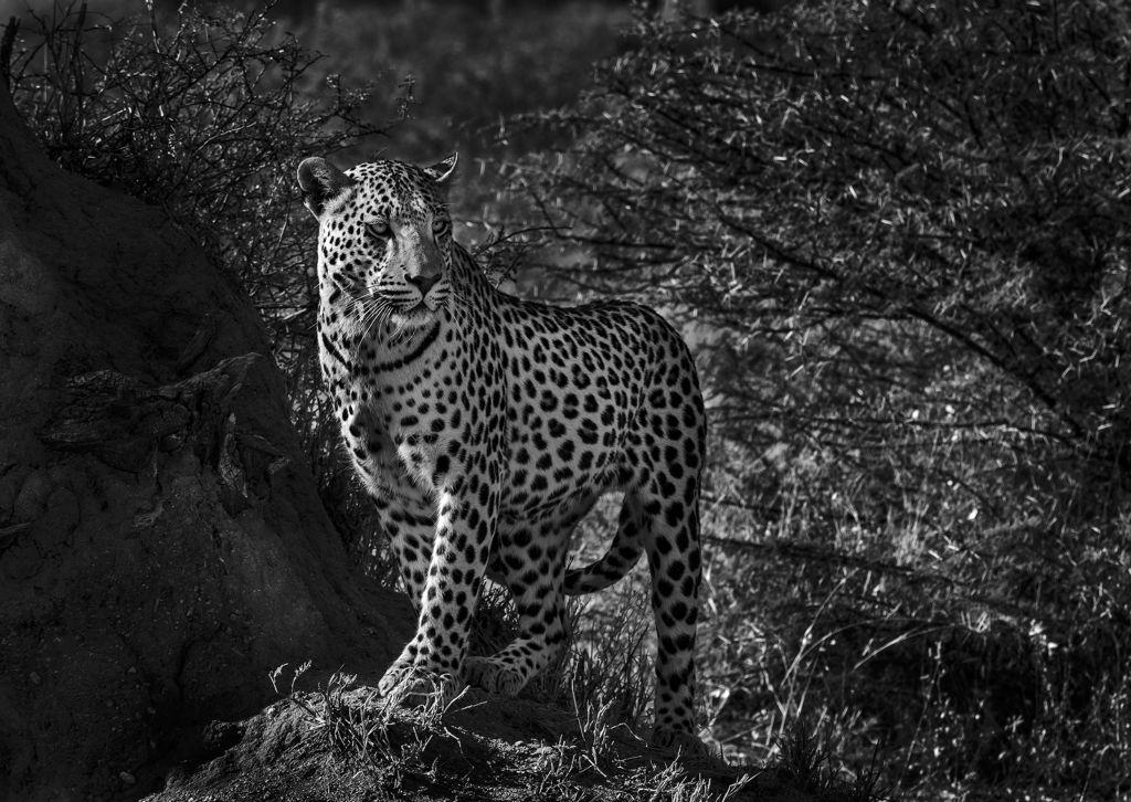 Leopard Namibia - Colin Westgate