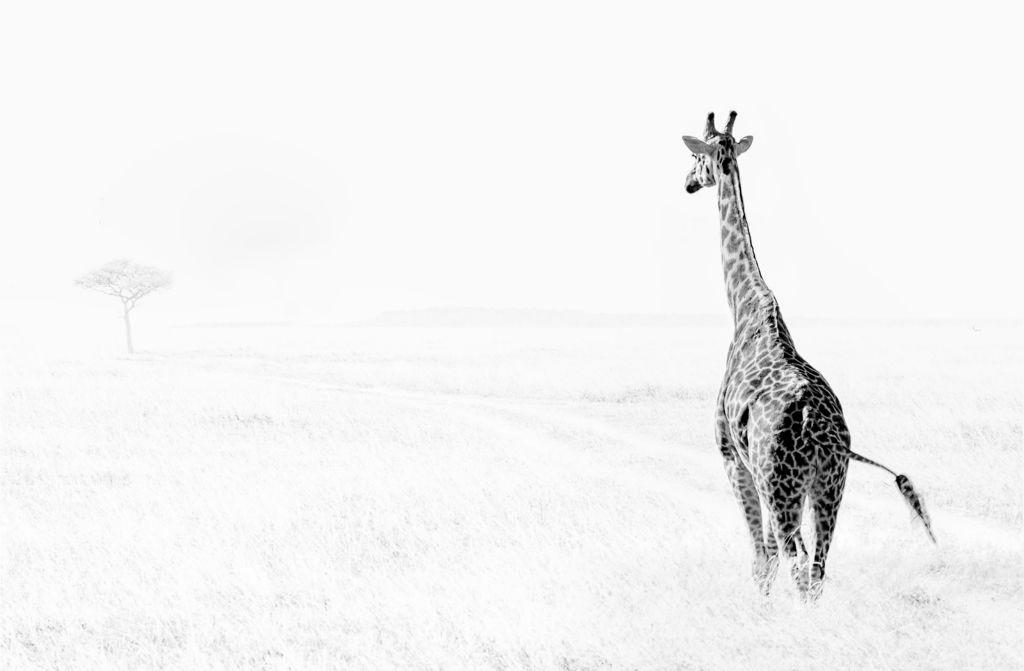 Roaming the Savannah - Chrissie Hart