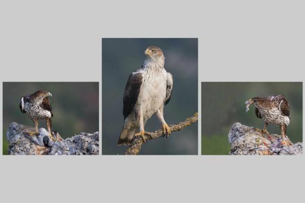 Bonelli Eagle - Robert Macdonald