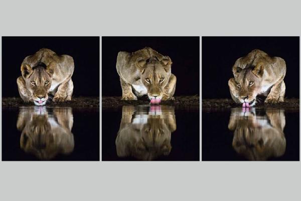 Lionesses at Water Hole - Marny Macdonald