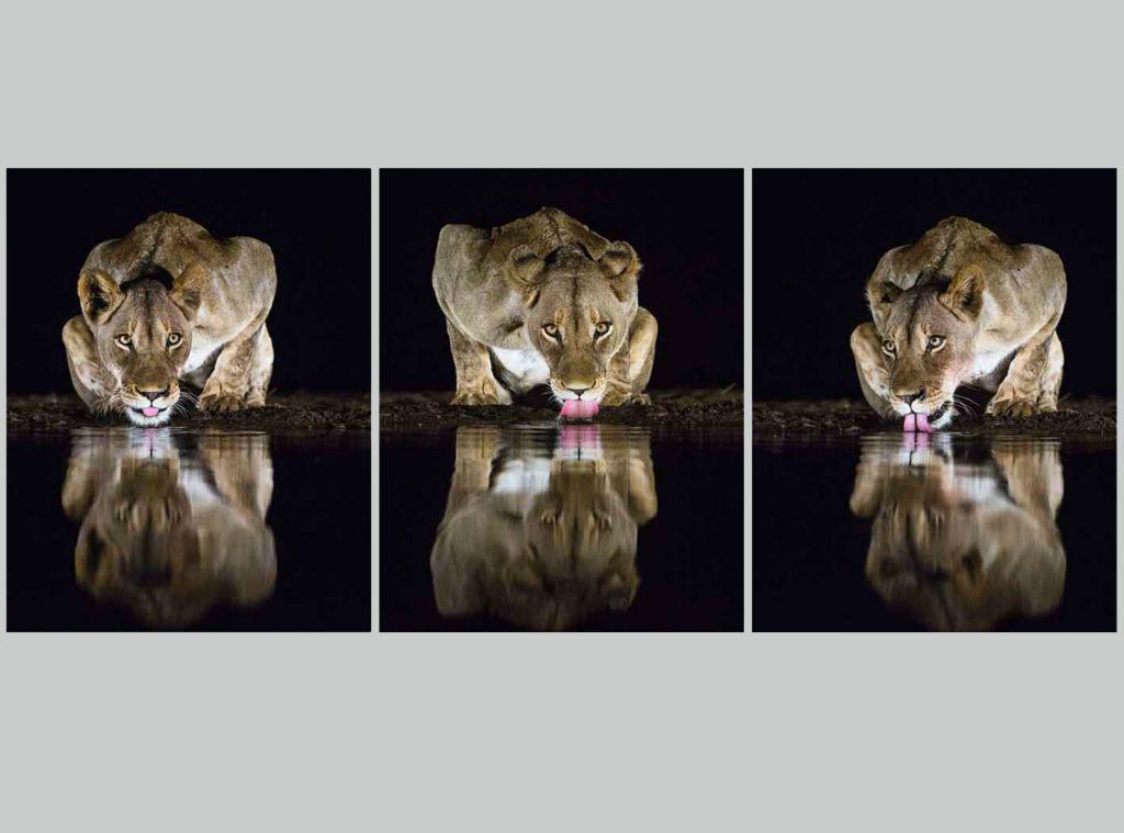 Lionesses at Water Hole - Marny Macdonald