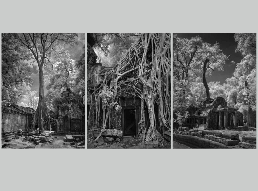 Strangler Tree Angkor Wat - Roy Essery