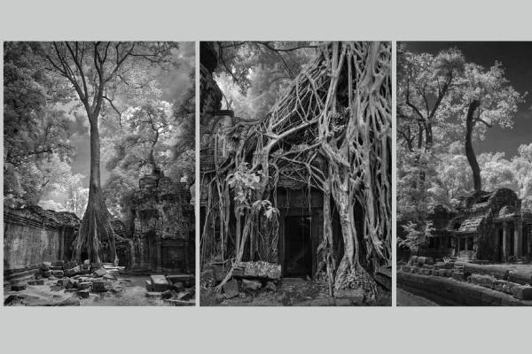 Strangler Tree Angkor Wat - Roy Essery