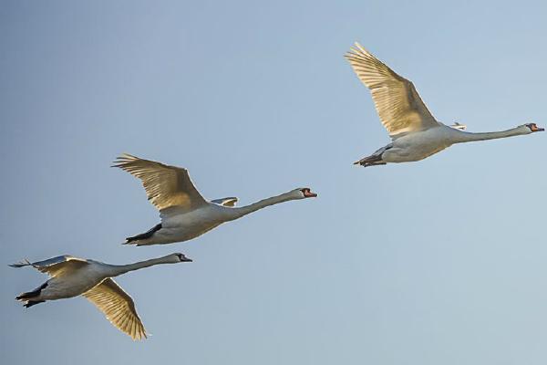 Early Morning Flight Abberton - David Cross