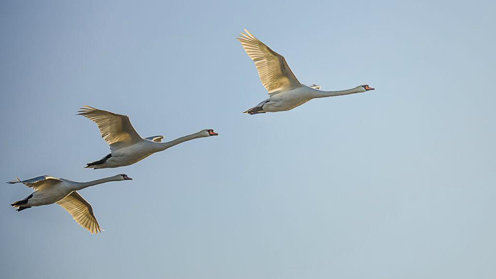 Early Morning Flight Abberton - David Cross