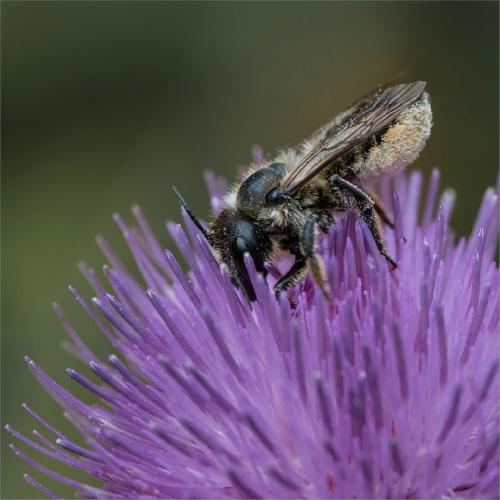 Pollen Laden Leaf Cutter Bee on Thistle - Ben Heather