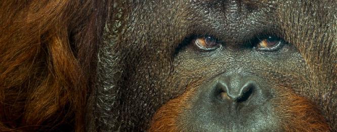 Alert Male Orangutan - Amit Roy