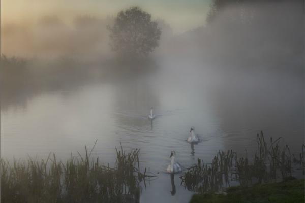 Emerging from the mist - Mary Battye