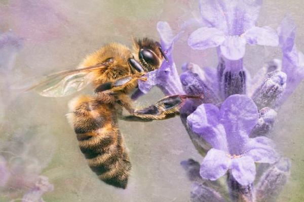 Honey Bee - Chrissie Hart
