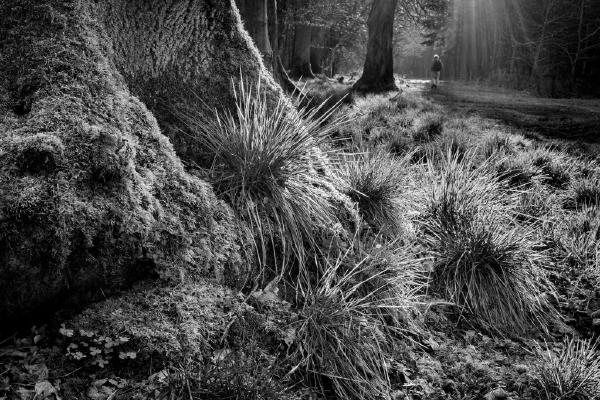 Forest Light - Kate Jackson