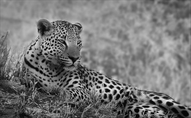 Resting Leopard - Geoff Jackson