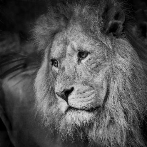 Sad Lion - Amit Roy
