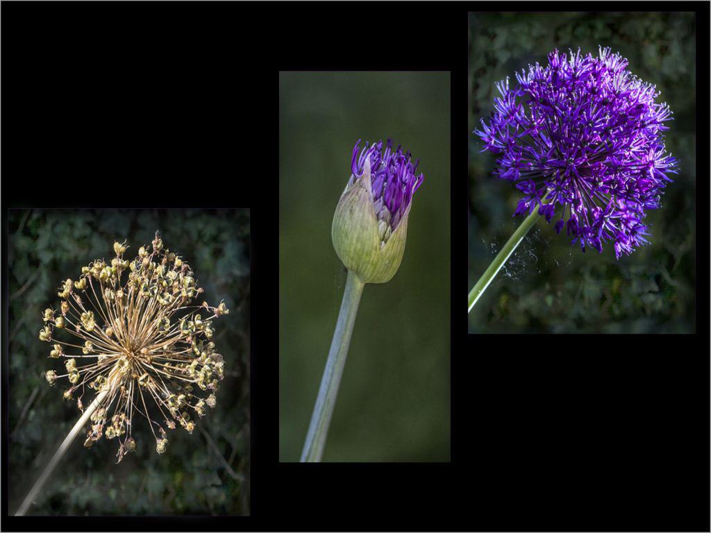 From seed to flower Allium - Mary Battye