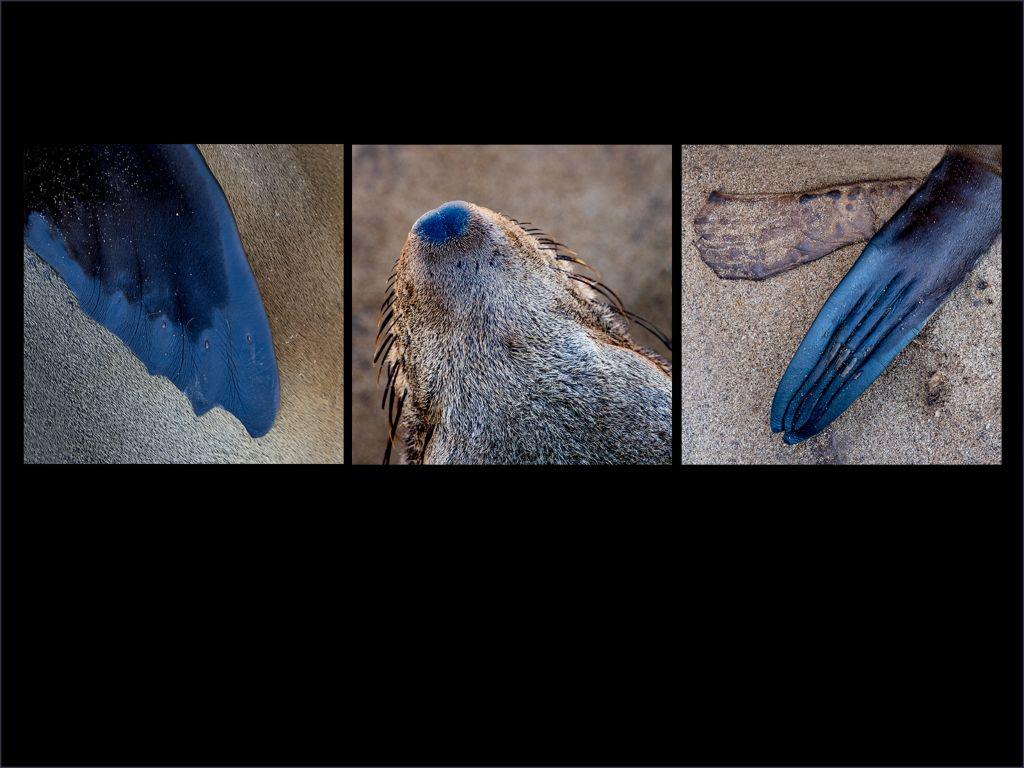 Fur Seal Essentials - Kate Jackson