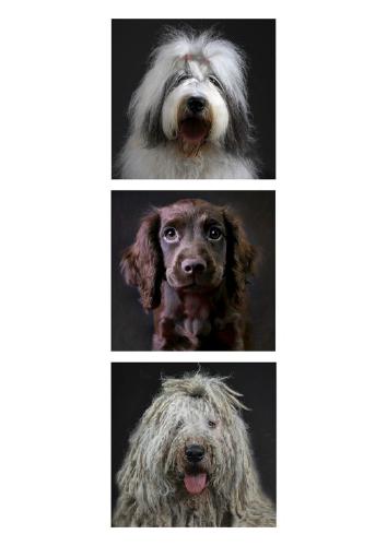Waiting For Walkies - Marcia Mellor