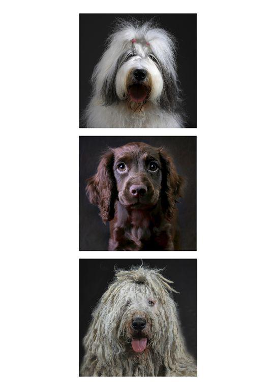 Waiting For Walkies - Marcia Mellor