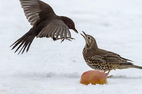 Share the Apple - Marny Macdonald