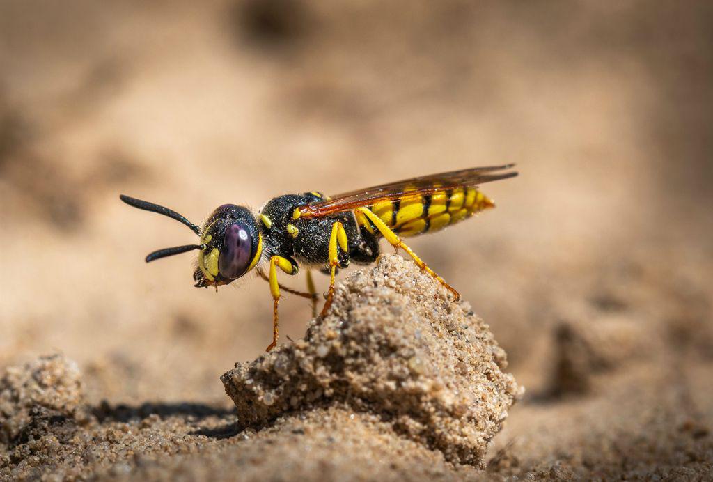 Digger Wasp on Patrol - Ben Heather