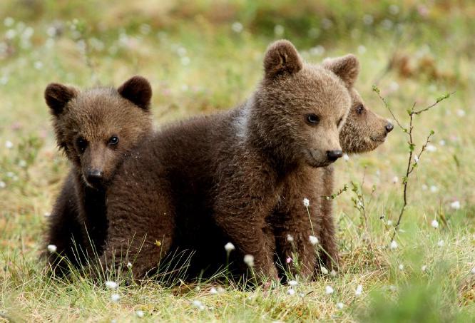 European Bear Cubs in Finland - Mary Brace