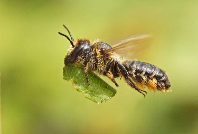 Leaf Cutter Bee - Andrew Smith