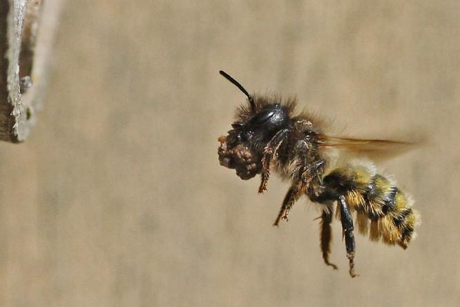 Mason Bee with Mud Approaching Her Nest - Andrew Smith