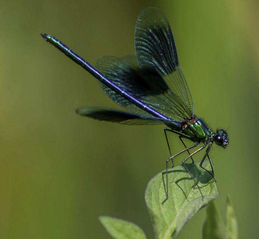 Blue Broad Winged Damselfly - Peter Jones