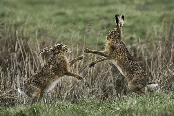 Brown Hares - Marny Macdonald