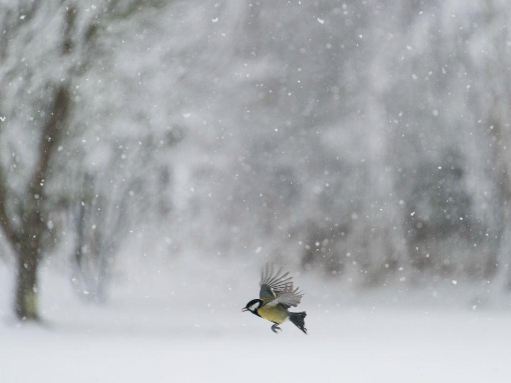 Dashing Through The Snow - Eric Dew