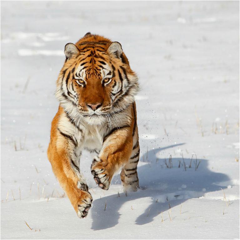 Siberian Tiger pouncing - Derek Howes