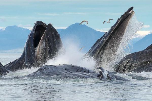 Humpback Whales bubble-net feeding - Derek Howes