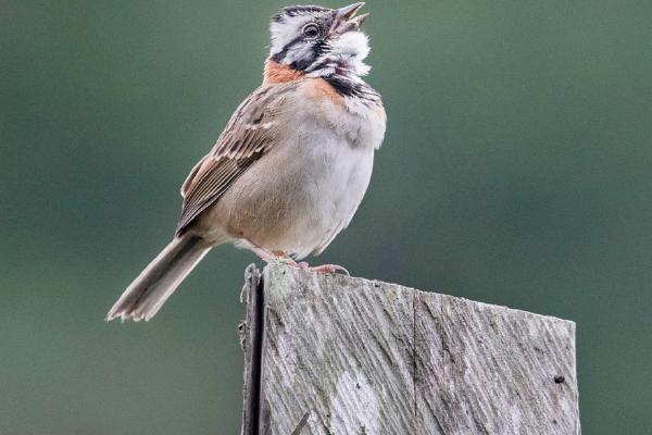 Rufous collared Sparrow - Chris Poole