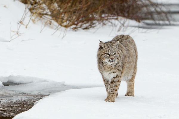American Bobcat - Derek Howes