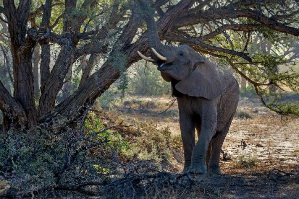 Desert Elephant Damaraland - Kate Jackson