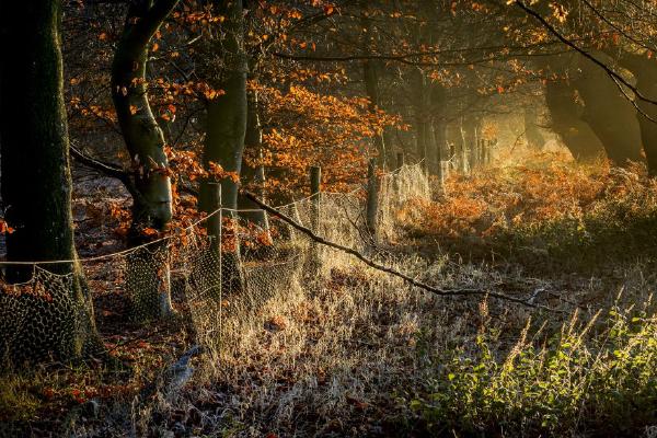 Late November in Pods Wood - Kate Jackson