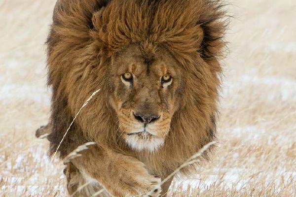 Lion King - Derek Howes