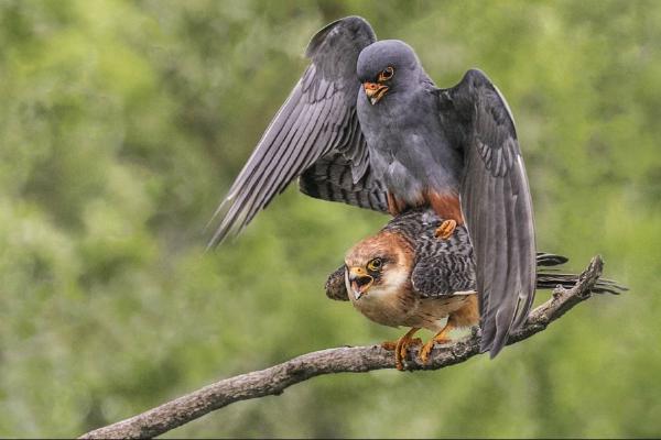 Red Footed Falcons Mating - Cheryl Wilkes