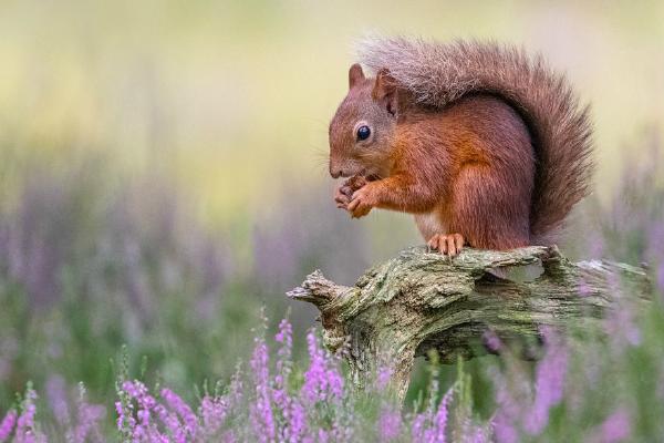 Red Squirrel Feeding in the Heather - Cheryl Wilkes