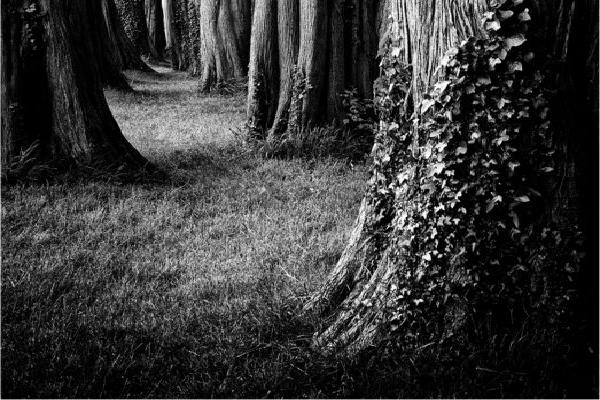 The Dark Glade - Chris Aldred