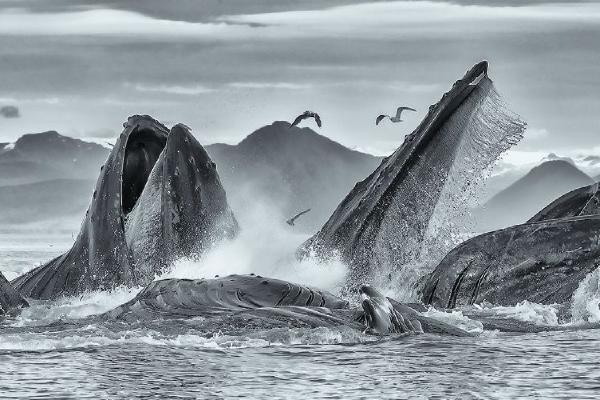 Humpback Whales bubble net feeding - Derek Howes