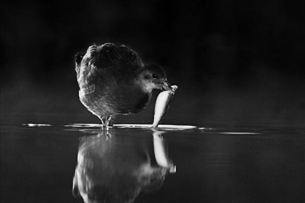 Moorhen feeding at sunset - Cheryl Wilkes