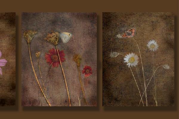Flowers and Butterflies - Robert Farrow