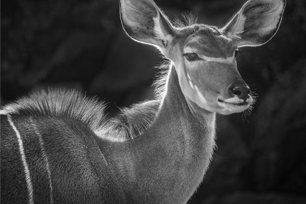 Kudu Colchester Zoo - Jennifer Brett