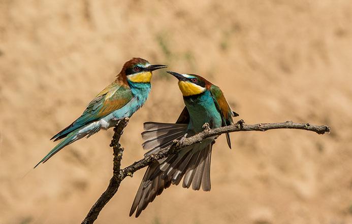 European Bee-eaters - Lynn Rix