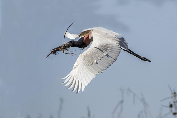 Jabiru stork with nesting material - Lynn Rix